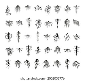 Vector collection of plant roots in black.
