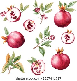 vector collection of pomegranate branches with flowers. pomegranate set. illustration vector set