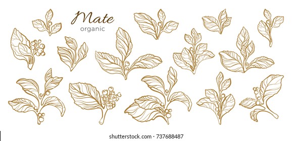 Vector collection of realistic branches. Nature set of mate with leaves, flowers and berries. Art line sketch on white background. Botanical drawing. Organic food Eps.10