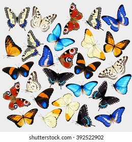 Vector collection of realistic high detailed butterflies