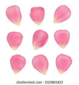 Vector collection of realistic pink rose petals isolated on white background. Floral set for romantic and spring design.