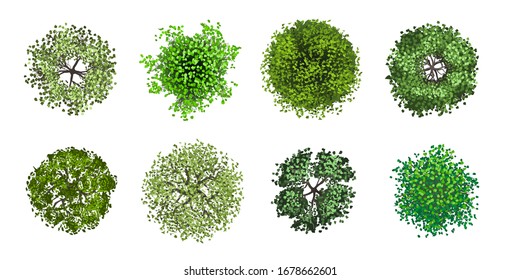 Vector collection. Realistic trees. Top view. Different plants and trees vector set for architectural or landscape design. (View from above) Nature green spaces.