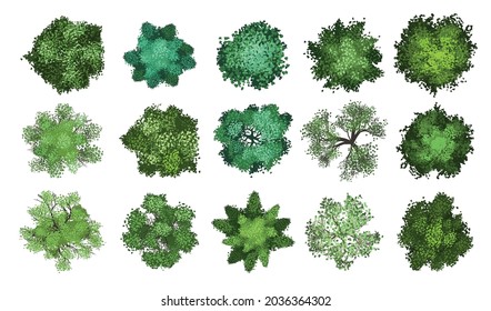 Vector collection. Realistic trees. Top view. Different plants and trees vector set for architectural or landscape design. (View from above) Nature green spaces.