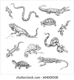 Vector collection of reptiles. Hand drawings on white background