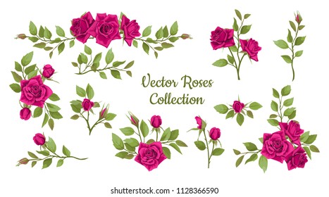 Vector collection of rose branches with leaves and flowers. Pink vintage roses, rosebuds and leaves. Vector illustration of flowers.