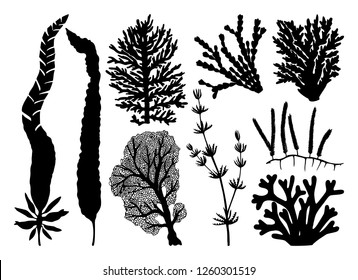 Vector collection of  sea weeds, corals, actinia silhouettes. Vintage set of seaweeds isolated on white background. Underwater icons. 