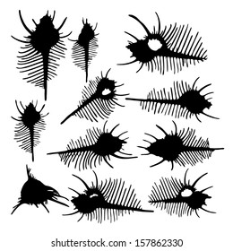 Vector collection of seashells - silhouette of Venus Comb