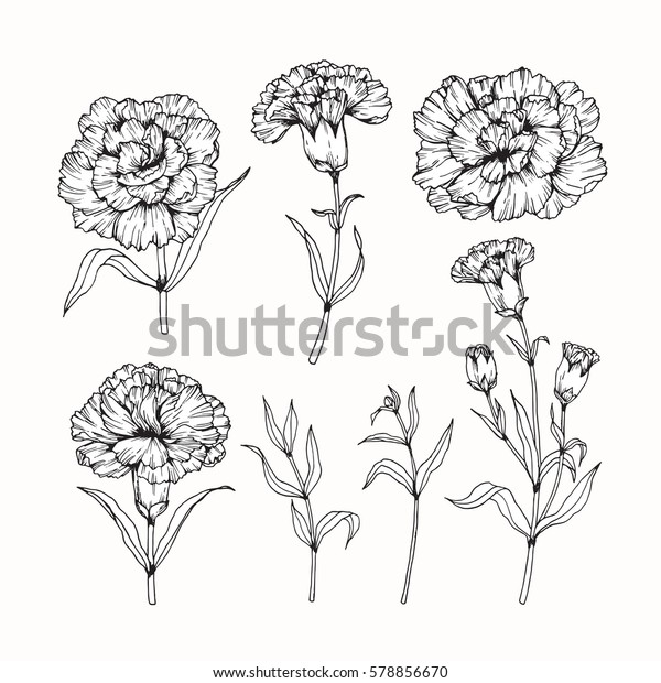 Vector collection set of Carnation flower by\
hand drawing on white\
backgrounds.