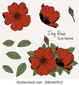 Colección vectorial flores 