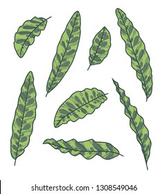 Vector collection set of exotic Calathea Lancifolia Rattlesnake Plant leaf drawings