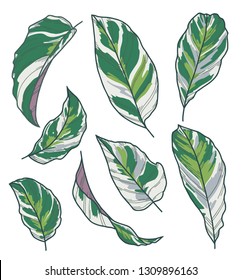 Vector collection set of exotic Calathea Fusion White Maranta Prayer Plant leaf drawings