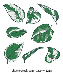 Featured image of post Pothos Plant Drawing Simple This week i m painting a watercolor portrait of a golden