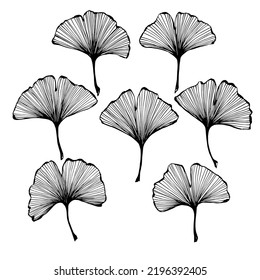 Vector collection set of ginkgo leaf by hand drawing on white backgrounds.