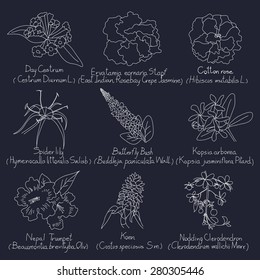 vector collection set of hand drawn flowers