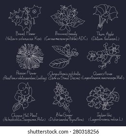 vector collection set of hand drawn flowers