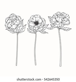 Vector Collection Set Of Peony Flower By Hand Drawing On White Backgrounds.