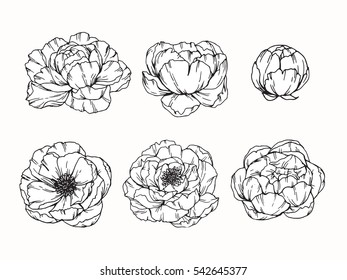Vector collection set of Peony flower by hand drawing on white backgrounds.