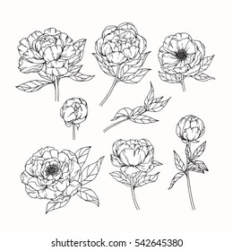 Colección vectorial de flores de Peony dibujando a mano con fondos blancos.