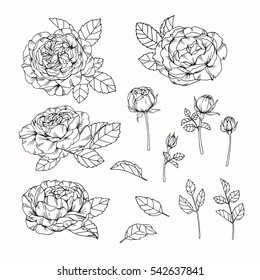 Vector collection set of rose flower by hand drawing on white backgrounds.