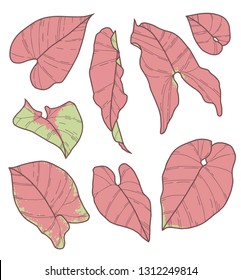 Vector collection set of Syngonium Podophyllum Pink Neon Robusta Plant leaf drawings