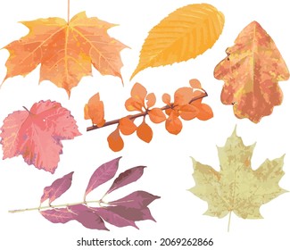 Vector Collection of Seven Autumn Foliage Fall Leaf Leaves 