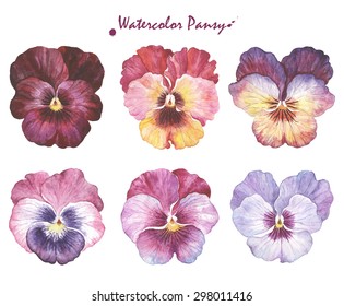 Vector collection of six beautiful watercolor Pansy, hand-drawn illustration for your design.