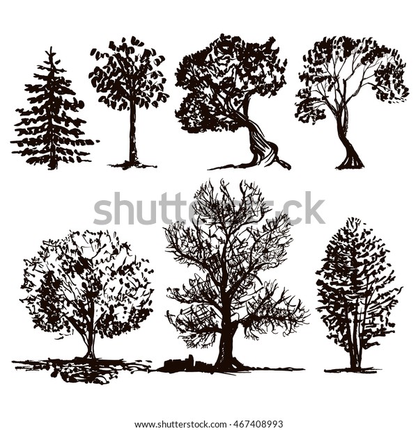 Vector Collection Sketched Trees Isolated On Stock Vector (Royalty Free