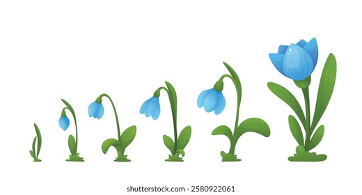Vector collection with snowdrops on white background. Spring flower.