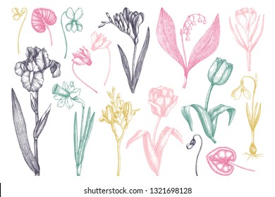 Vector collection of spring flowers. Hand drawn floral elements set. Botanical illustrations of tulips, crocus, freesia, iris, narcissus, snowdrops, cyclamen. Garden and forest plants outline sketches