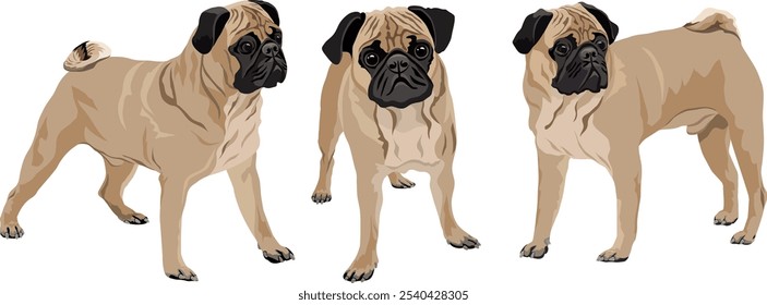 Vector collection stock illustration of Pug dogs on white