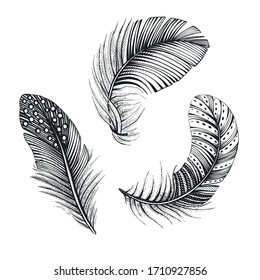 Vector collection of three natural bird feathers. Hand drawn vector illustration in sketch style.