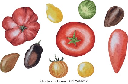 Coleção vetorial de tomates, diferentes variedades de tomates, aquarela ilustração fundo branco, para design menu etiqueta