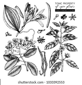 Vector collection of tonic and spicy plants - nutmeg, star anise, clove tree. Hand drawn spices illustrations set. Vintage aromatic elements. Sketched flowers, leaves, seeds, fruits.