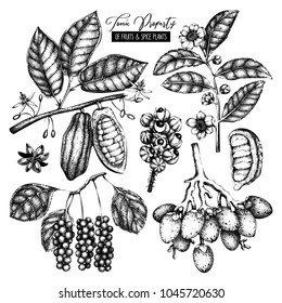 Vector collection of tonic and spicy plants. Hand drawn spices illustrations . Vintage set of aromatic elements. Sketched flowers, leaves, seeds, fruits, nuts, beans.