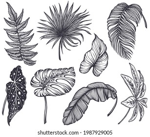 Vector collection of tropical flowers, hummingbird, jungle palm, exotic leaves. Black and white hand drawn nature floral set.