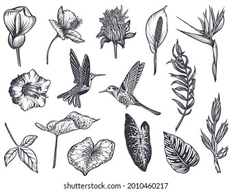 Vector collection of tropical flowers, hummingbird, jungle palm, exotic leaves. Black and white hand drawn nature floral set.