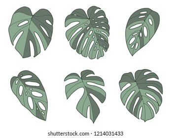 Vector collection of tropical Monstera leaf illustrations