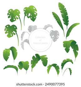 Vector collection of tropical plants, leaves, bushes on a white background.
