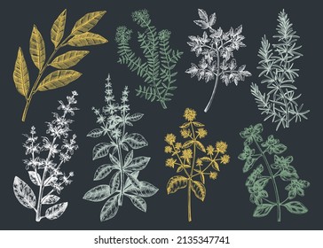 Vector collection of typical herbs and spices for Italian cuisine. Hand-sketched kitchen herbal plants drawings. Aromatic food cooking ingredients collection. Hand-drawn herbs set illustration.