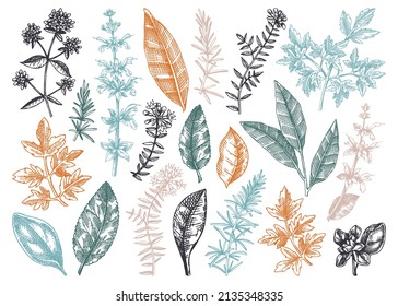 Vector Collection Of Typical Herbs And Spices Leaves. Hand-sketched Kitchen Herbal Plants Illustration. Aromatic Food Cooking Ingredients Collection. Hand-drawn Herbs For Italian Cuisine