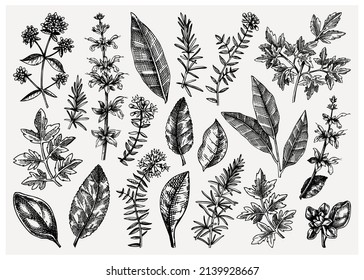 Vector collection of typical herbs and spices leaves. Hand-sketched kitchen herbal plants illustration. Aromatic food cooking ingredients collection. Hand-drawn herbs for Italian cuisine drawing