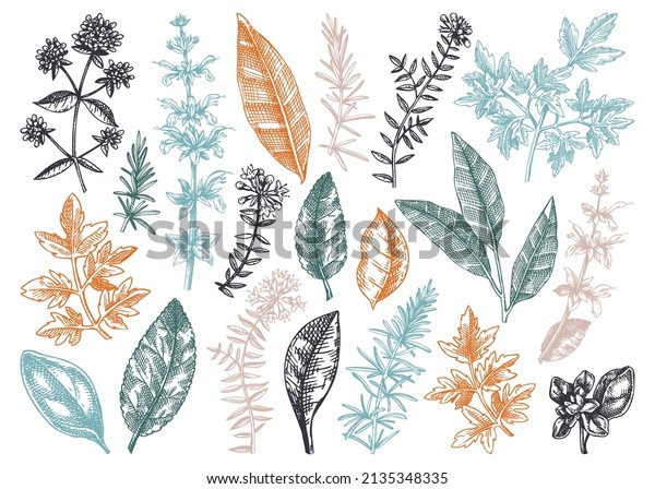 Vector Collection Typical Herbs Spices Leaves Stock Vector (Royalty ...