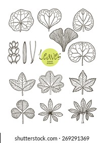 .Vector collection of varieties of leaf shape. Botanical visual aid.