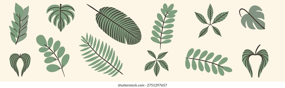 Vector collection of various green tropical leaves, monstera palm and baobab leaf, acacia and zamioculcas. Hand drawn botanical set