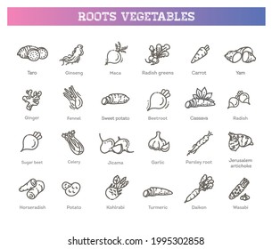 Vector collection with various kind of root vegetables