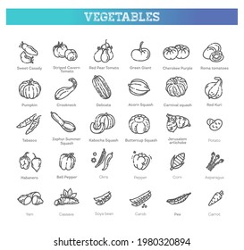 Vector collection with various kind of tomatoes, peppers, squashes and other vegetables