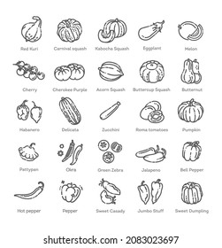 Vector collection with various kind of tomatoes, peppers, squashes and other vegetables