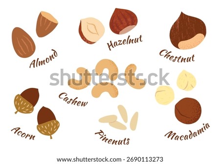 Vector collection of various nuts, acorn, almond, cashew, hazelnut, pine nuts, chestnut, and macadamia. Perfect for use in food packaging, recipes, healthy eating designs