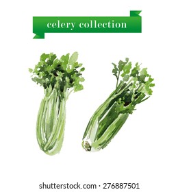Vector collection of watercolor celery twigs on white background.