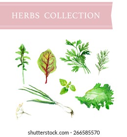 Vector collection of watercolor herbs on white background.